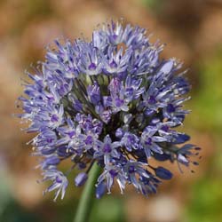 Ajo decorativo azul - Allium Caeruleum Azureum